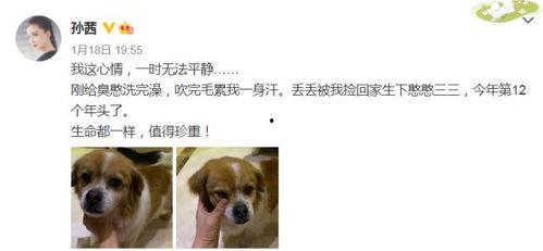 娱乐圈吃瓜小狗小说免费阅读