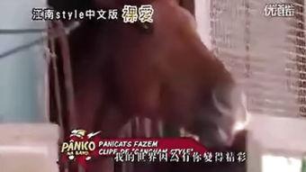 江南style搞笑翻译,笑翻全球的搞笑翻译大揭秘